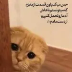 دانلود آهنگ حالا ببین این عاشقی ول میکنه “هوش مصنوعی” از هایده و محسن چاوشی